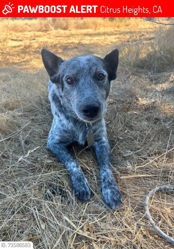 Lost Male Dog last seen Antelope, Citrus Heights, CA 95621