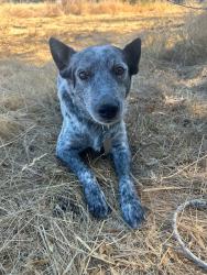 Lost Male Dog last seen Antelope, Citrus Heights, CA 95621