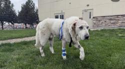 Reunited Male Dog last seen 4th and Resseguie, Boise, ID 83702