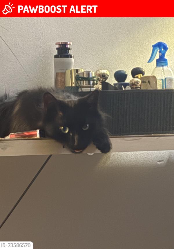 Lost Male Cat last seen Amersham close, Quinton, England B32 2QU