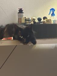 Lost Male Cat last seen Amersham close, Quinton, England B32 2QU