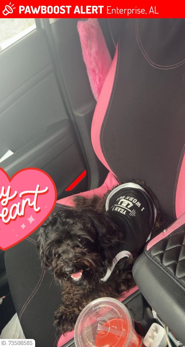 Lost Male Dog last seen Coppinville Rd, Enterprise, AL 36330