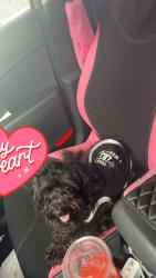 Lost Male Dog last seen Coppinville Rd, Enterprise, AL 36330