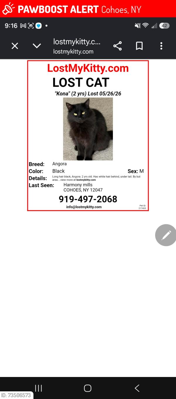 Lost Male Cat last seen North Mohack street, Cohoes, NY 12047