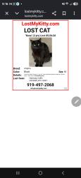 Lost Male Cat last seen North Mohack street, Cohoes, NY 12047