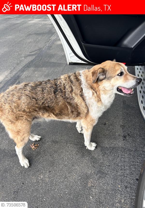 Lost Unknown Dog last seen Park Lane & Thackeray, Dallas, TX 75230