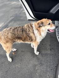 Lost Unknown Dog last seen Park Lane & Thackeray, Dallas, TX 75230