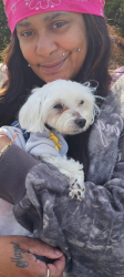 Lost Male Dog last seen Near 64th ave so, Seattle, WA 98168