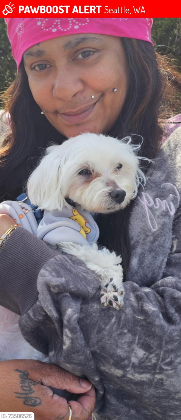Lost Male Dog last seen Near 64th ave so, Seattle, WA 98168
