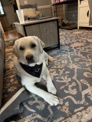 Reunited Female Dog last seen Amherst Road, Rocky Mount, NC 27804