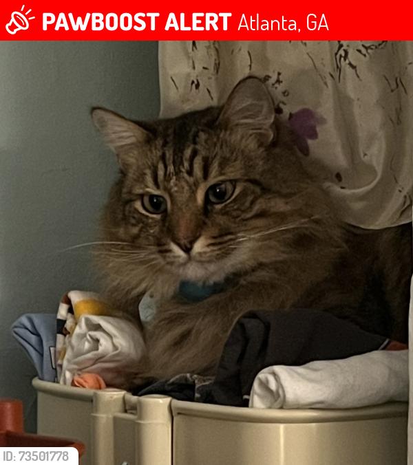 Lost Male Cat last seen Ormewood Forest, Atlanta, GA 30316