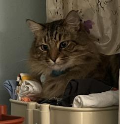 Lost Male Cat last seen Ormewood Forest, Atlanta, GA 30316