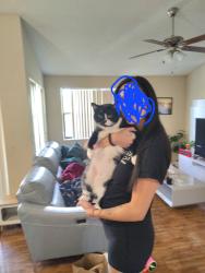 Lost Male Cat last seen Margate Blvd and Rock Island, Margate, FL 33063
