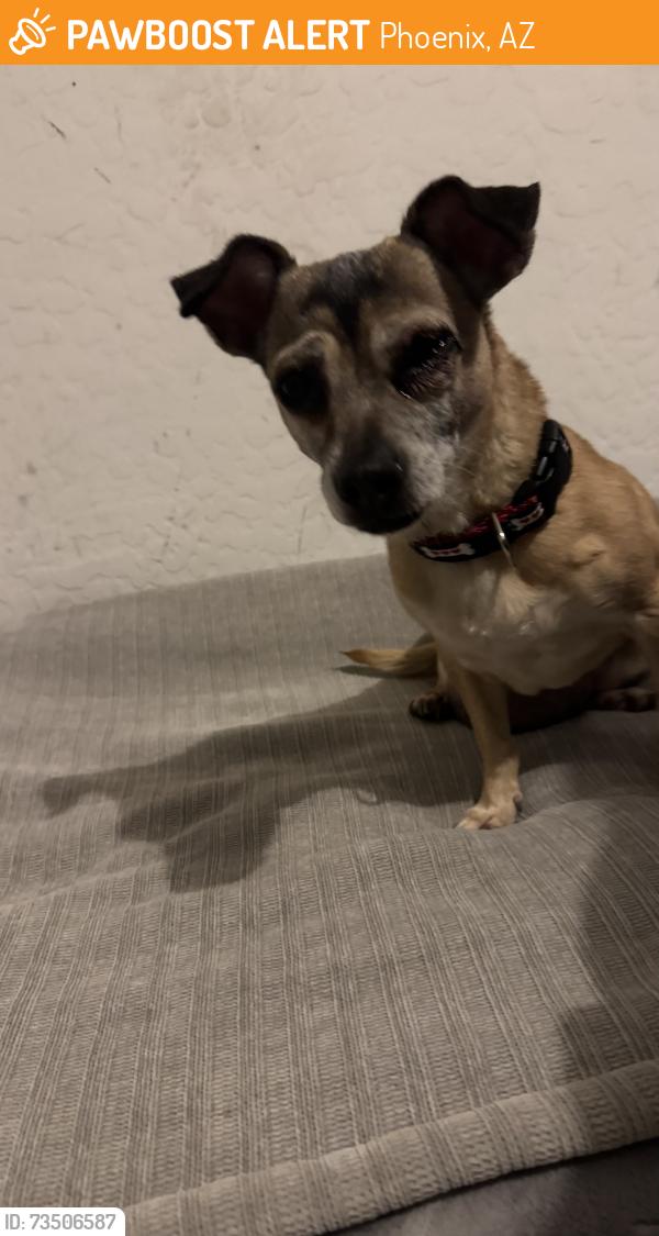 Found/Stray Female Dog last seen Outside of Rodger’s Ranch at South 43rd & vineyard, Phoenix, AZ 85339