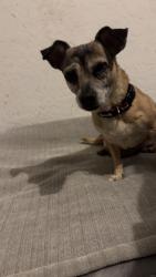Found/Stray Female Dog last seen Outside of Rodger’s Ranch at South 43rd & vineyard, Phoenix, AZ 85339