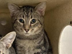 Shelter Stray Male Cat last seen Near BLOCK S 164TH ST, SEATAC WA 98188, 21615 64th Ave S, Kent, WA 98032, USA