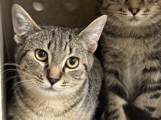Shelter Stray Male Cat last seen Near BLOCK S 164TH ST, SEATAC WA 98188, 21615 64th Ave S, Kent, WA 98032, USA