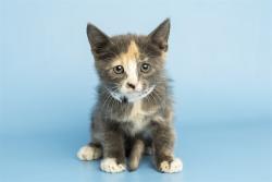 Shelter Stray Female Cat last seen Near BLOCK W VAN BUREN ST PHOENIX 85043, 5501 E Van Buren St, Phoenix, AZ 85008, USA