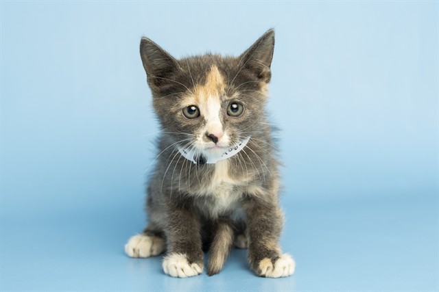 Shelter Stray Female Cat last seen Near BLOCK W VAN BUREN ST PHOENIX 85043, 5501 E Van Buren St, Phoenix, AZ 85008, USA