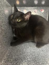 Shelter Stray Male Cat last seen POWELL DR NW, 4950 SW Triana Blvd, Huntsville, AL 35805, USA