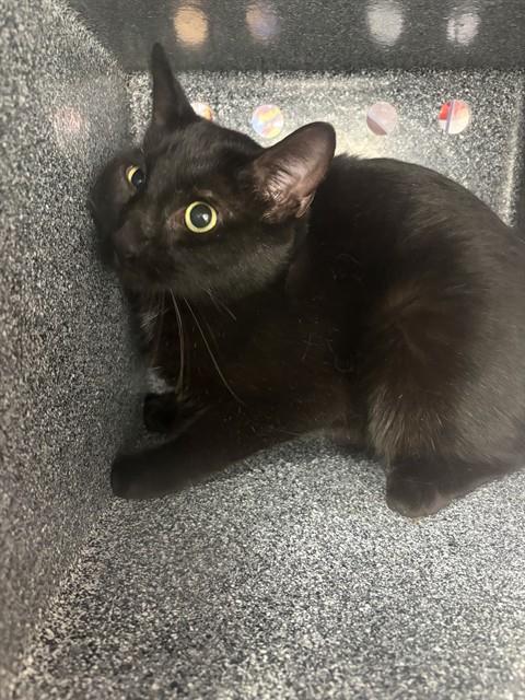 Shelter Stray Male Cat last seen POWELL DR NW, 4950 SW Triana Blvd, Huntsville, AL 35805, USA