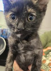 Shelter Stray Female Cat last seen BERNARD ST BAKERSFIELD, 201 S Mt Vernon Ave, Bakersfield, CA 93307, USA