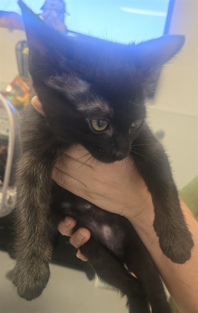 Shelter Stray Female Cat last seen BERNARD ST BAKERSFIELD, 201 S Mt Vernon Ave, Bakersfield, CA 93307, USA