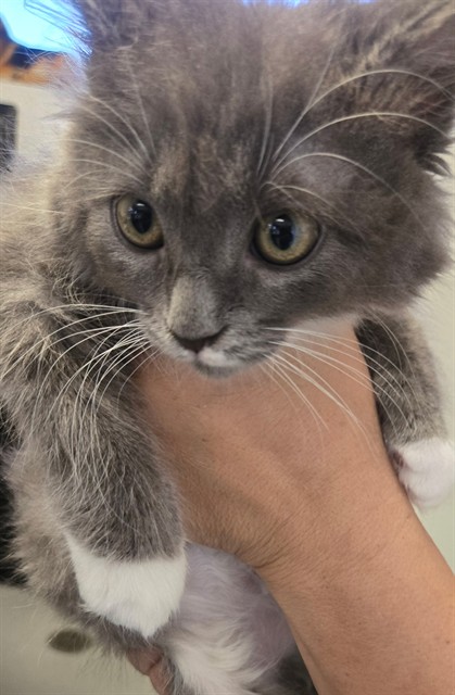 Shelter Stray Female Cat last seen BERNARD ST BAKERSFIELD, 201 S Mt Vernon Ave, Bakersfield, CA 93307, USA
