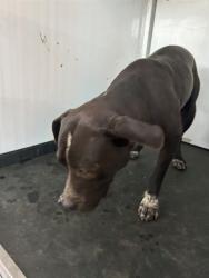 Shelter Stray Female Dog last seen Near BLK S OWENS ST, BAKERSFIELD, CA, 201 S Mt Vernon Ave, Bakersfield, CA 93307, USA