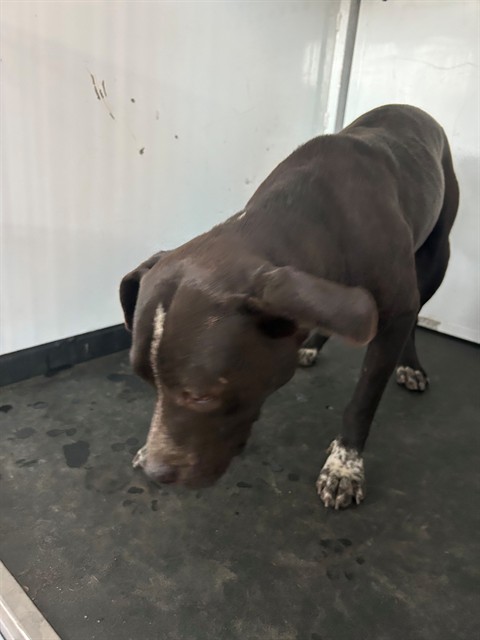 Shelter Stray Female Dog last seen Near BLK S OWENS ST, BAKERSFIELD, CA, 201 S Mt Vernon Ave, Bakersfield, CA 93307, USA