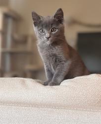 Shelter Stray Male Cat last seen MAJORCA CIR & YVONNE WAY, 2127 Front St, Sacramento, CA 95818, USA