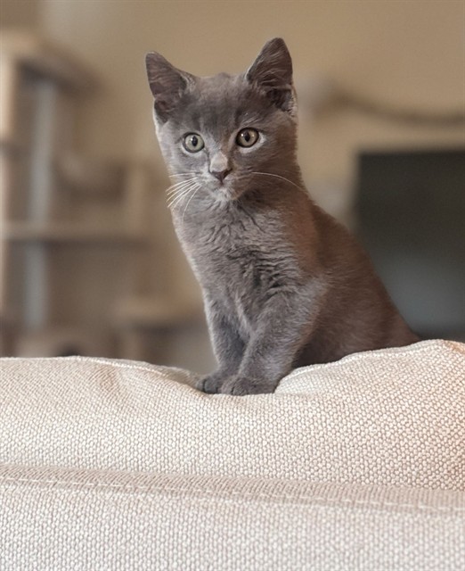 Shelter Stray Male Cat last seen MAJORCA CIR & YVONNE WAY, 2127 Front St, Sacramento, CA 95818, USA