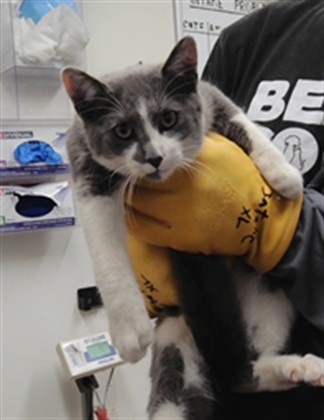 Shelter Stray Male Cat last seen Near BLOCK VALLEY RD SW, 3001 2nd St SW, Albuquerque, NM 87105, USA
