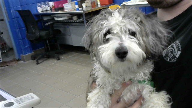 Shelter Stray Male Dog last seen SAN PEDRO AND KATHRYN, 8920 Lomas Blvd NE, Albuquerque, NM 87112, USA
