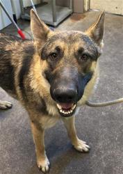 Shelter Stray Male Dog last seen CHRSTINE DR & EDGEWATER RD, 2127 Front St, Sacramento, CA 95818, USA