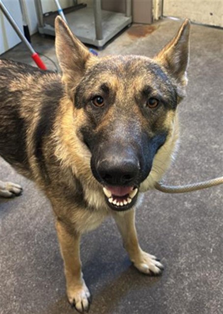Shelter Stray Male Dog last seen CHRSTINE DR & EDGEWATER RD, 2127 Front St, Sacramento, CA 95818, USA