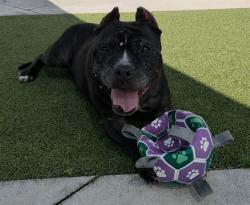 Shelter Stray Female Dog last seen Near BLOCK NW 43 AV, COCONUT CREEK FL 33066, 2400 SW 42nd St, Fort Lauderdale, FL 33312, USA