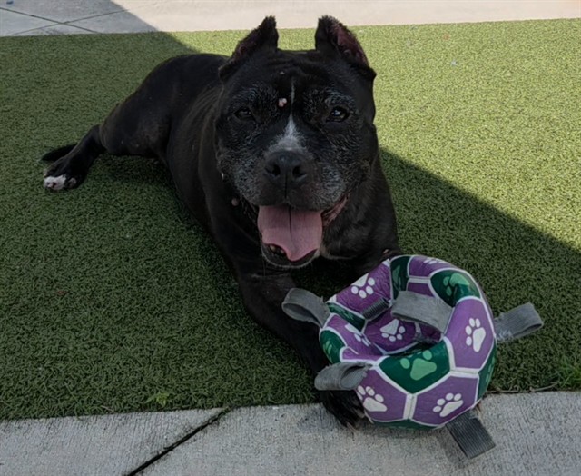 Shelter Stray Female Dog last seen Near BLOCK NW 43 AV, COCONUT CREEK FL 33066, 2400 SW 42nd St, Fort Lauderdale, FL 33312, USA