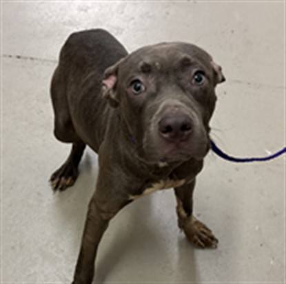 Shelter Stray Male Dog last seen , 232 Eslinger Way, Sanford, FL 32773, USA