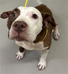 Shelter Stray Female Dog last seen , 232 Eslinger Way, Sanford, FL 32773, USA