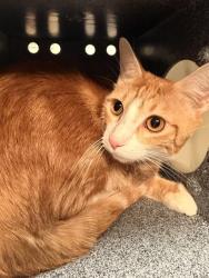 Shelter Stray Female Cat last seen Near BLOCK W MAIN ST, SAN JACINTO, 581 S Grand Ave, San Jacinto, CA 92582, USA