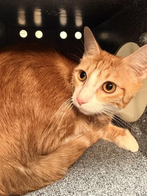 Shelter Stray Female Cat last seen Near BLOCK W MAIN ST, SAN JACINTO, 581 S Grand Ave, San Jacinto, CA 92582, USA