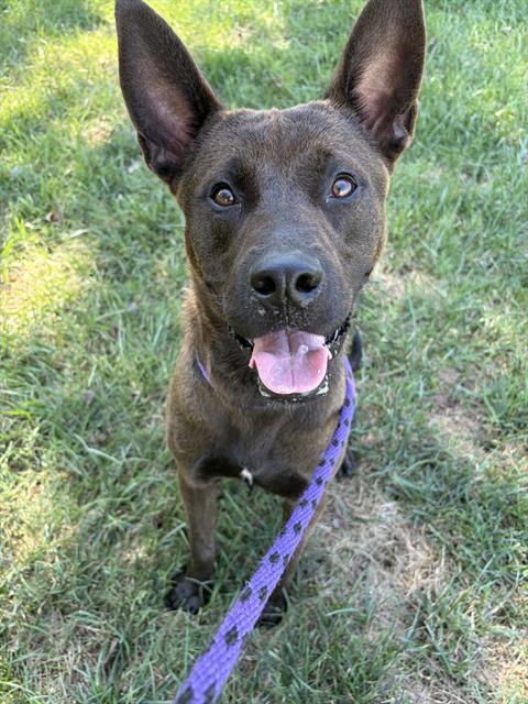 Shelter Stray Male Dog last seen CHARLOTTE, 8315 Byrum Dr, Charlotte, NC 28217, USA