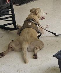 Reunited Male Dog last seen sw 50 street, 62 avenue, Miami, FL 33155