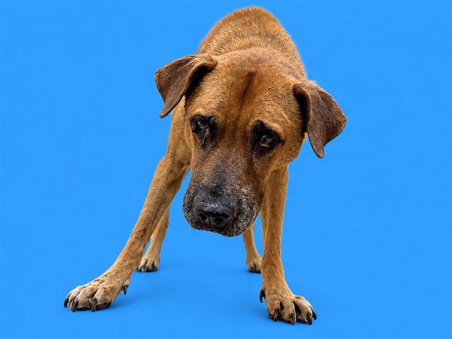 Shelter Stray Male Dog last seen SW 117 AVE AND SW 90, 3599 NW 79th Ave, Doral, FL 33122, USA