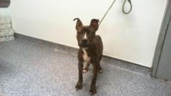 Shelter Stray Male Dog last seen CHARLOTTE, 8315 Byrum Dr, Charlotte, NC 28217, USA