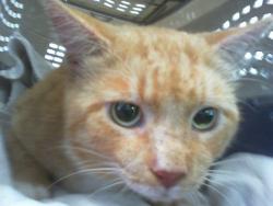 Shelter Stray Male Cat last seen CHARLOTTE, 8315 Byrum Dr, Charlotte, NC 28217, USA