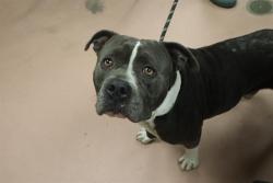 Shelter Stray Male Dog last seen Near BLOCK BLUFF ROAD, 127 Humane Ln, Columbia, SC 29201, USA