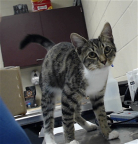 Shelter Stray Female Cat last seen Near INVERNESS DR, FAYETTEVILLE NC 28304, 4704 Corporation Dr, Fayetteville, NC 28306, USA