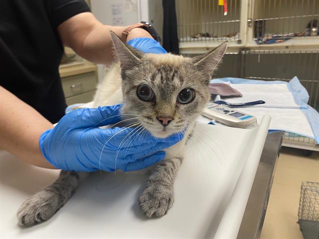 Shelter Stray Female Cat last seen Near BLOCK S 15TH ST, 3839 W Burnham St, West Milwaukee, WI 53215, USA